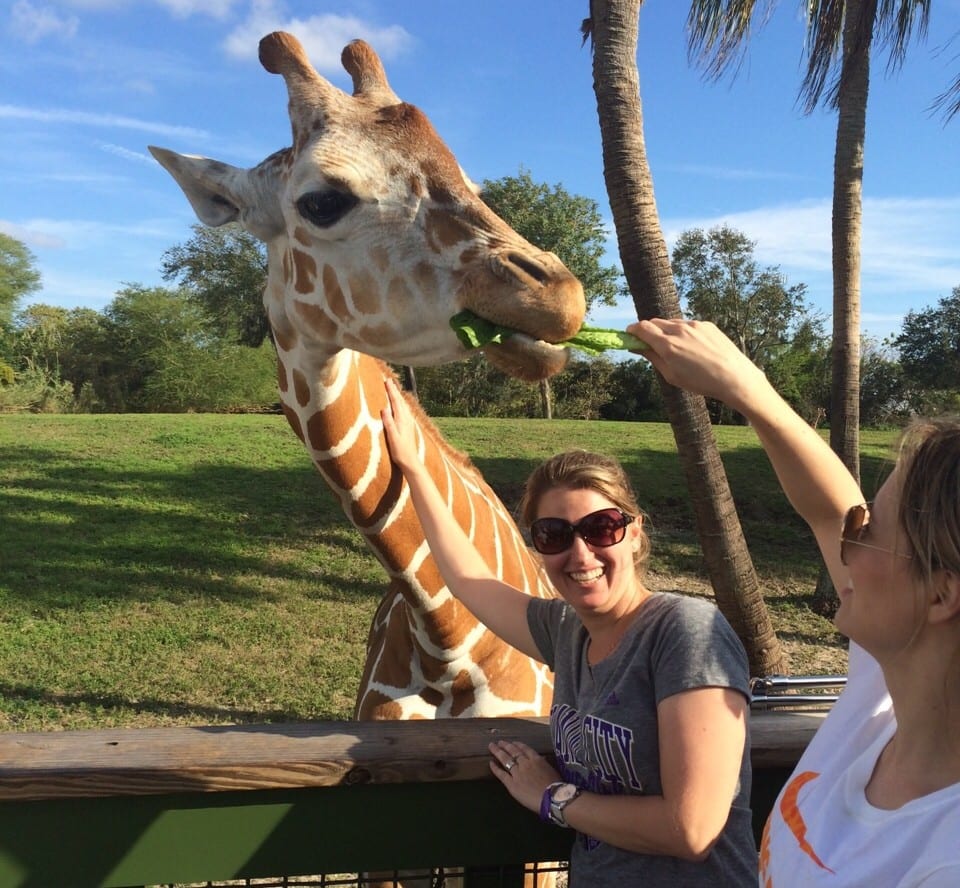 Como é o Serengeti Safari no Busch Gardens