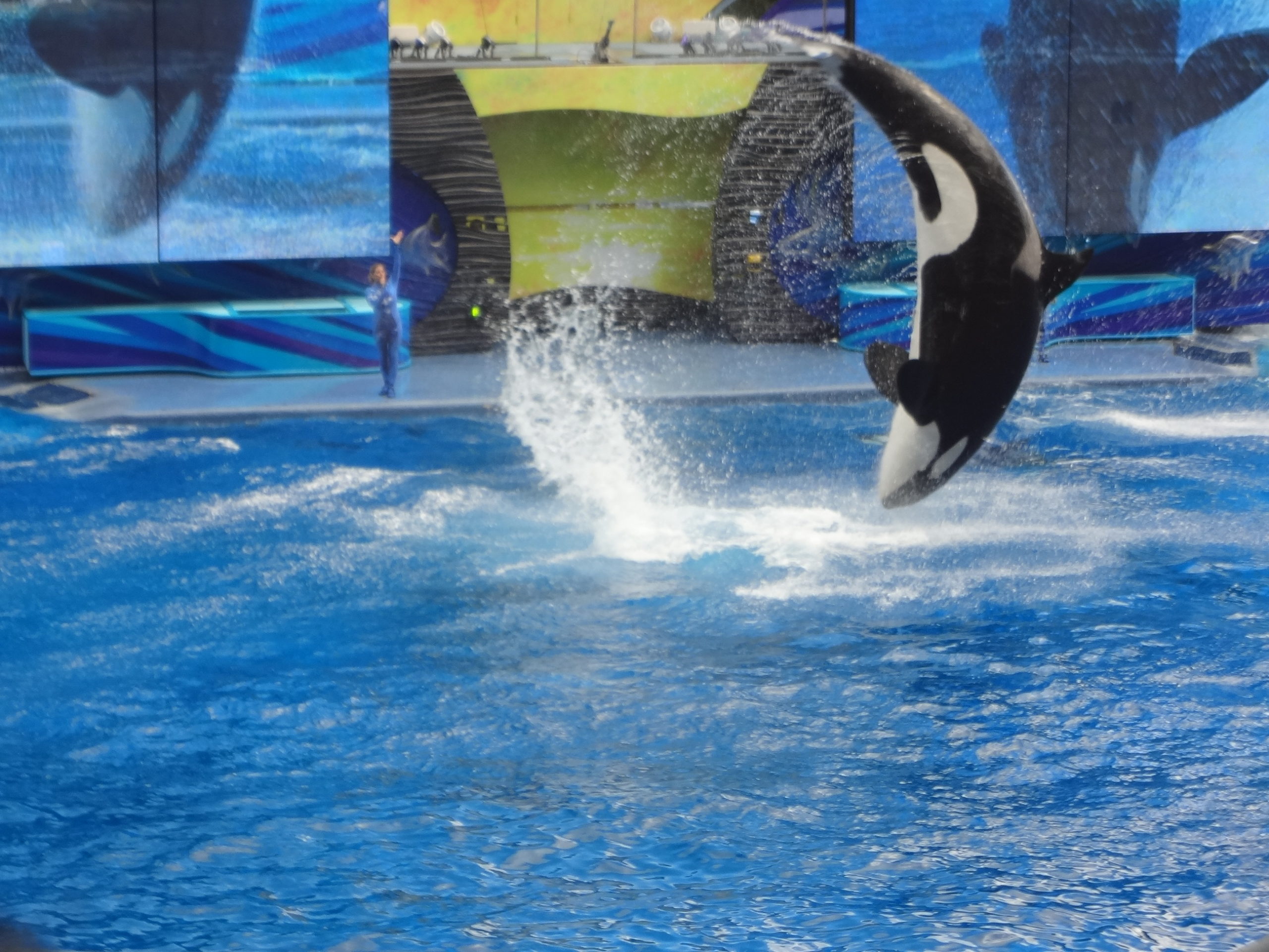 Como é o parque Sea World - Passeio completo com dicas importantes.