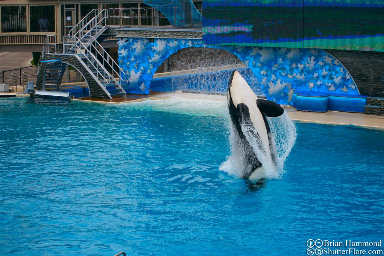 Sea World anuncia o fim da criação das Orcas em cativeiro.
