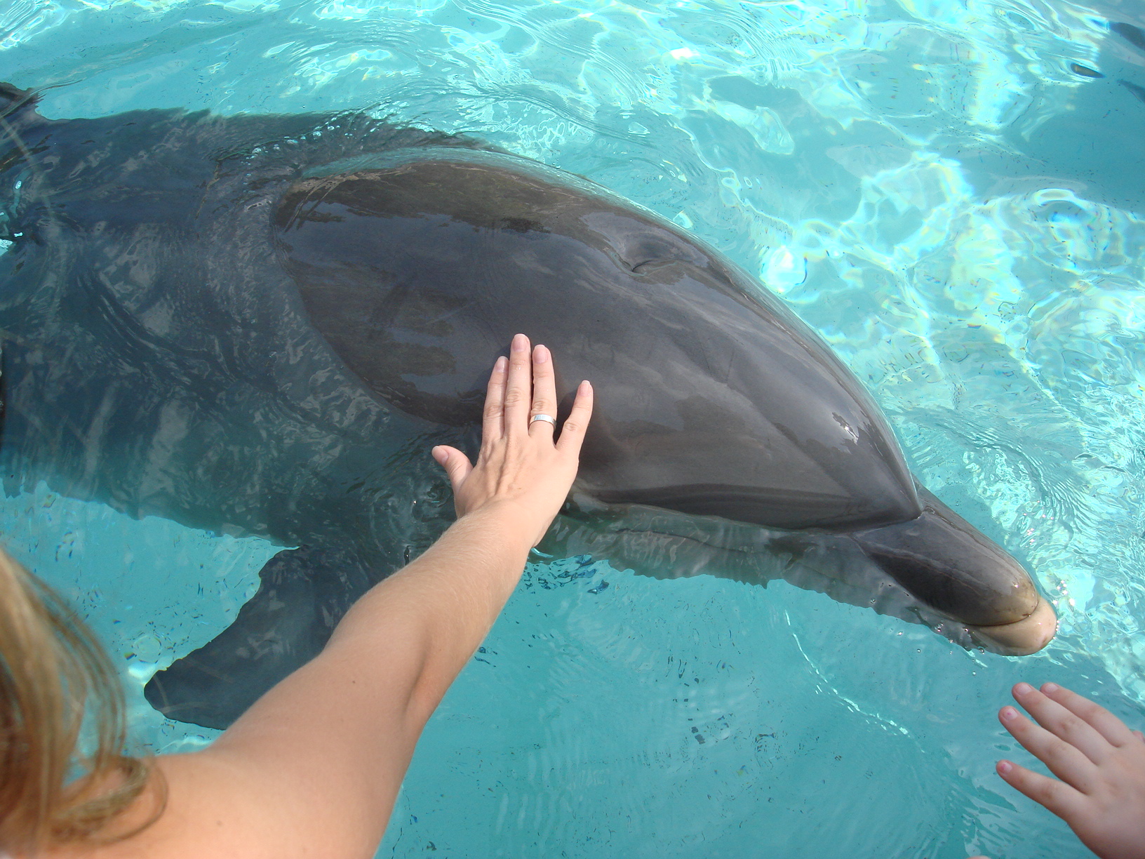Dolphin Cove - onde chegar bem perto dos golfinhos no parque Sea World