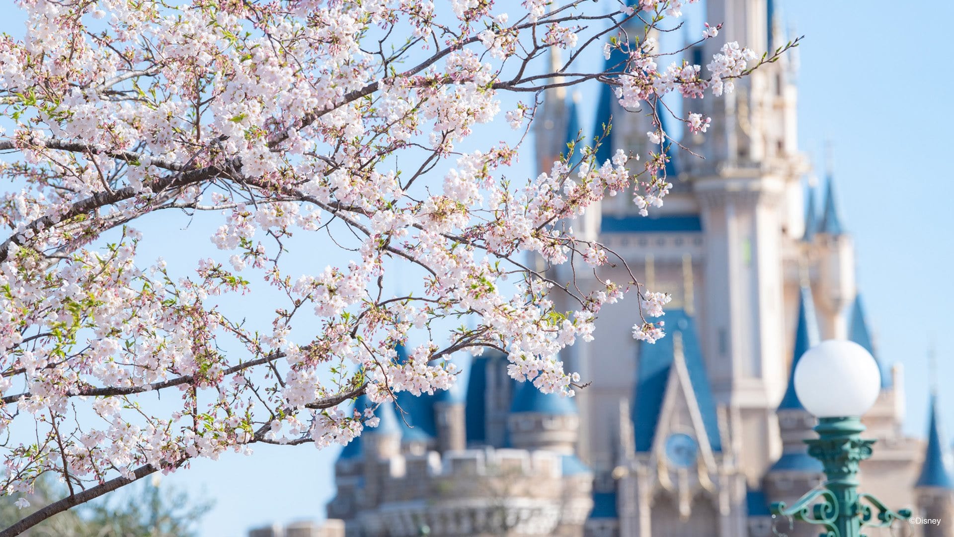 coronavirus rumo a orlando