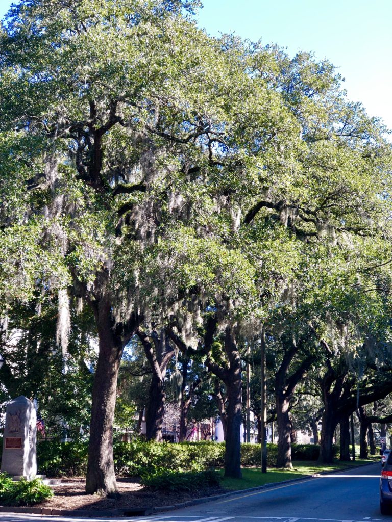 savannah rumo a orlando