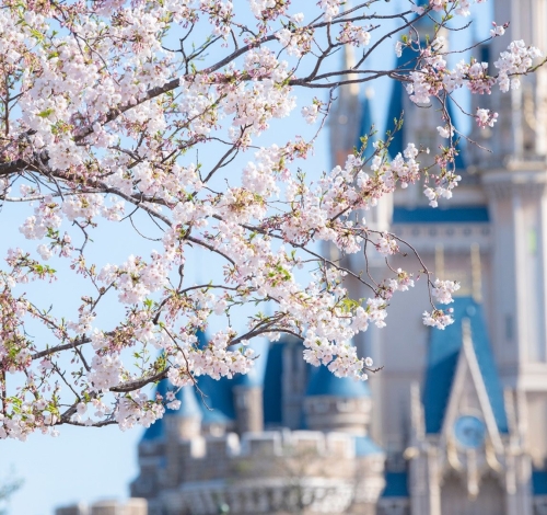 Novidades de Orlando - Anúncios de 10/12/25 a 06/01/26